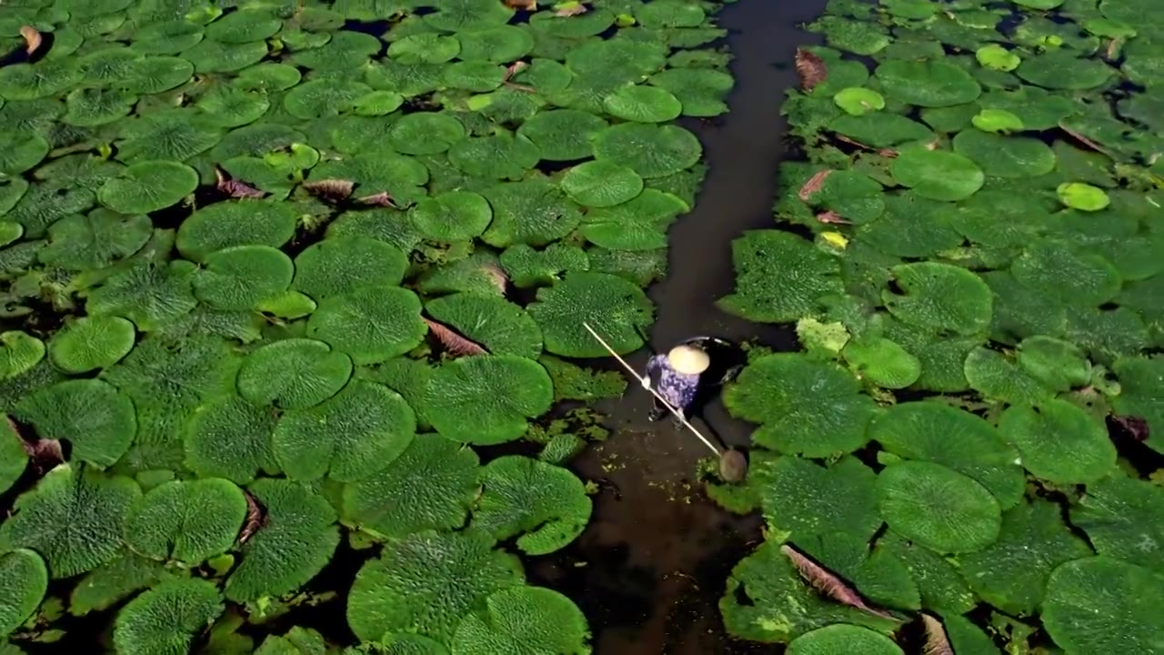 苏州鸡头米茨实航拍视频素材