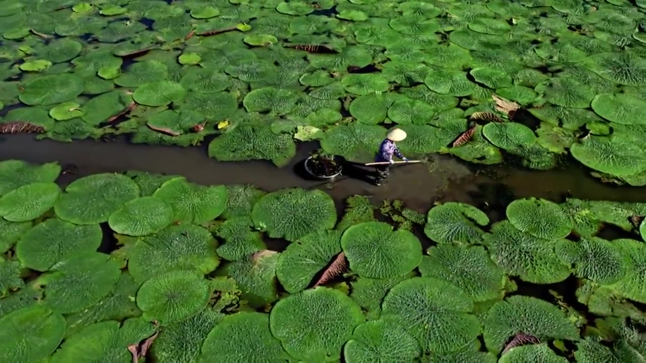 苏州鸡头米茨实航拍视频素材