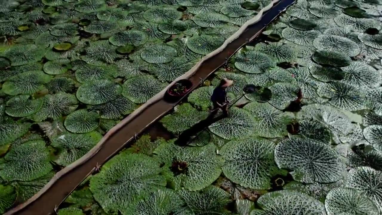 苏州鸡头米茨实航拍视频素材