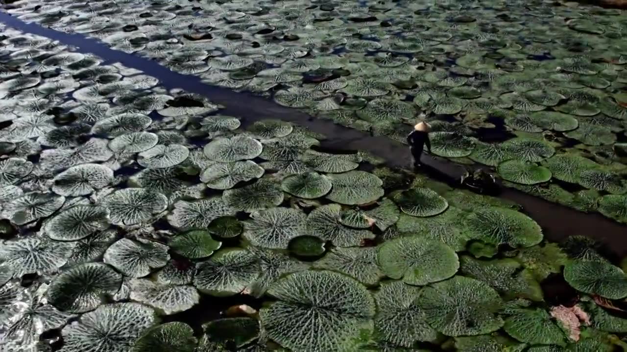 苏州鸡头米茨实航拍视频素材