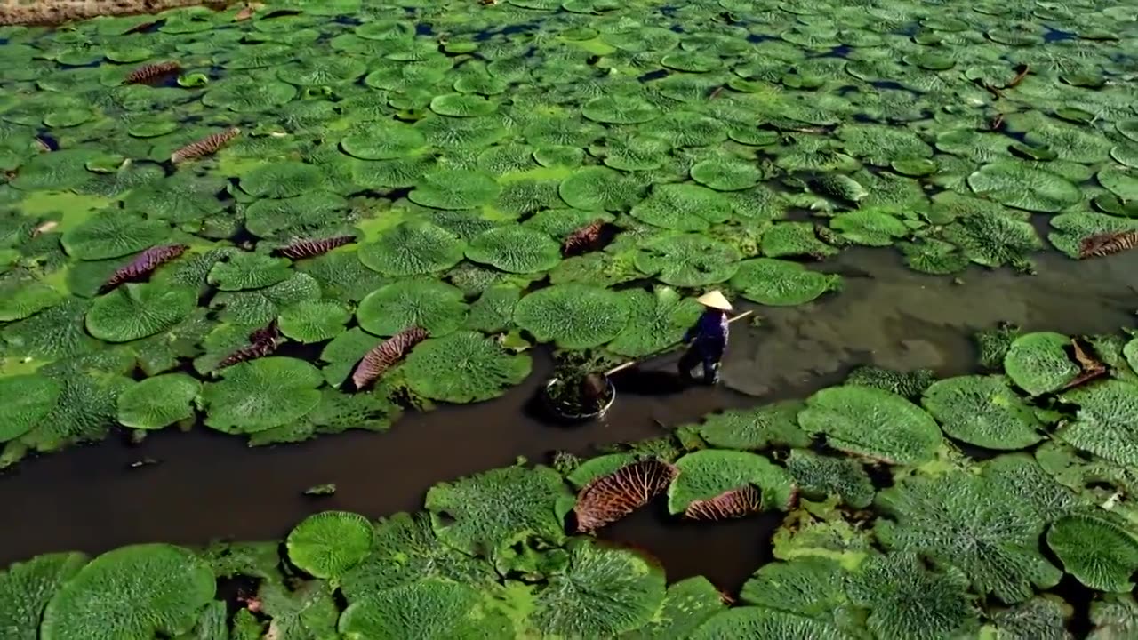 苏州鸡头米茨实航拍视频素材