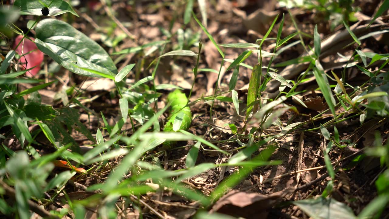 蚂蚁捕猎啃食绿色昆虫毛毛虫视频下载