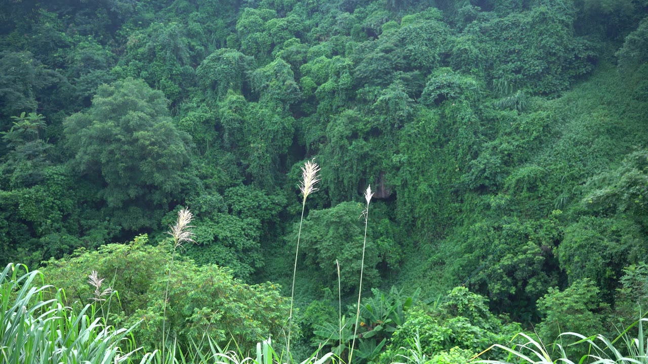 绿色森林峡谷植物视频下载