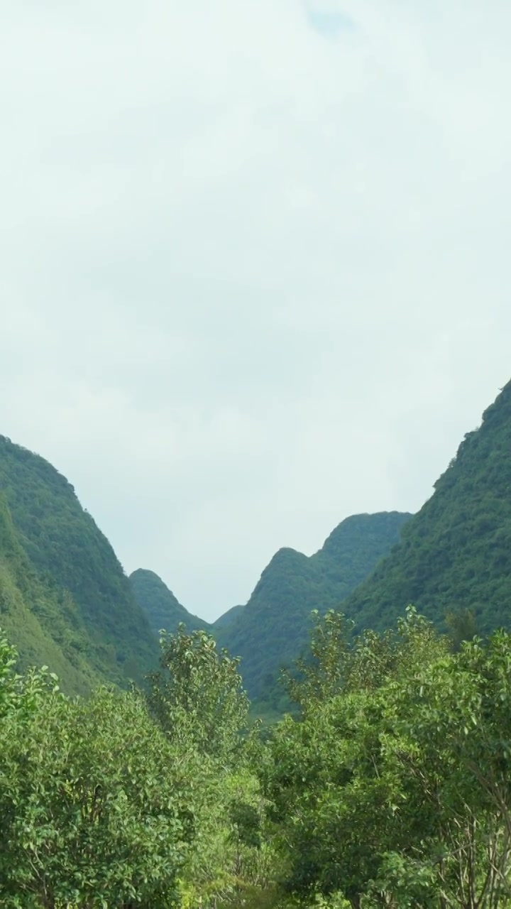 竖画幅 4K素材 自然森林 山谷 微风 绿色视频素材