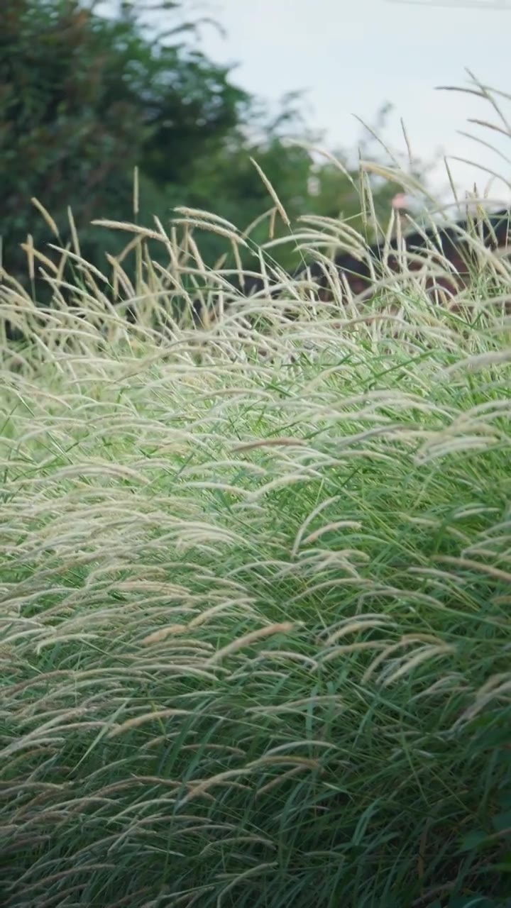 竖画幅 4K素材 绿色 野草 开花的野草视频下载