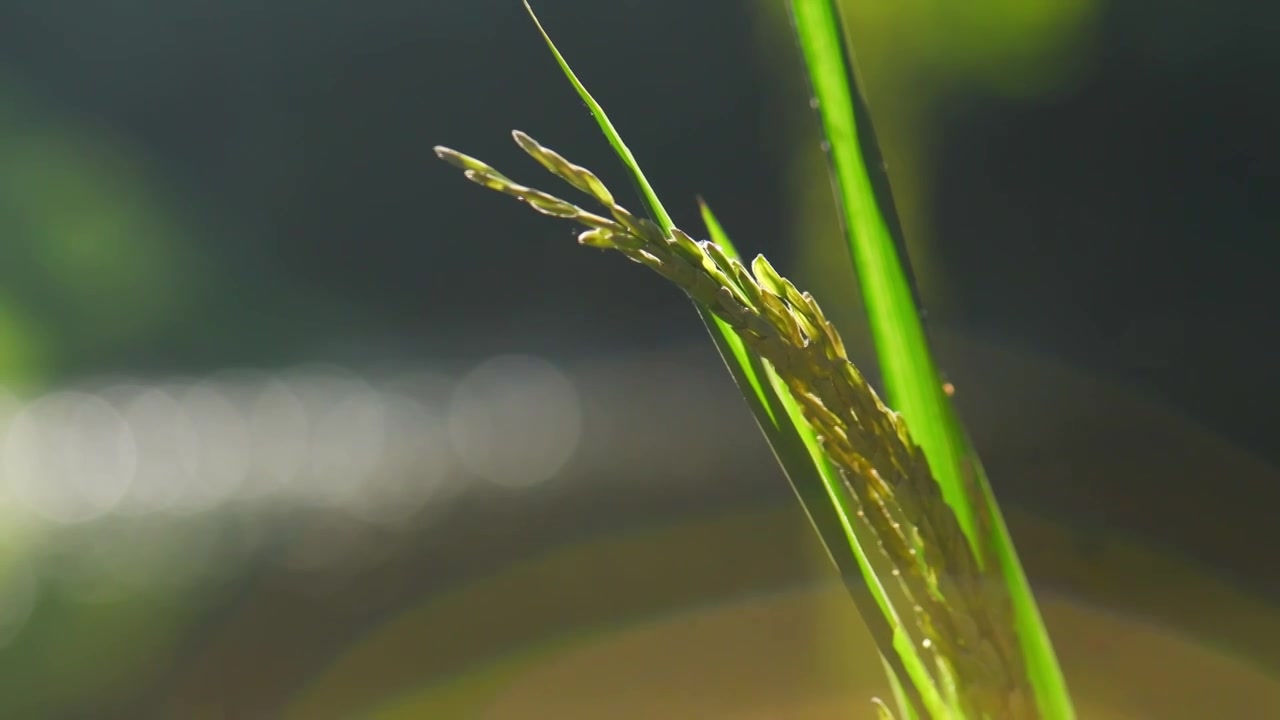 水稻特写视频下载