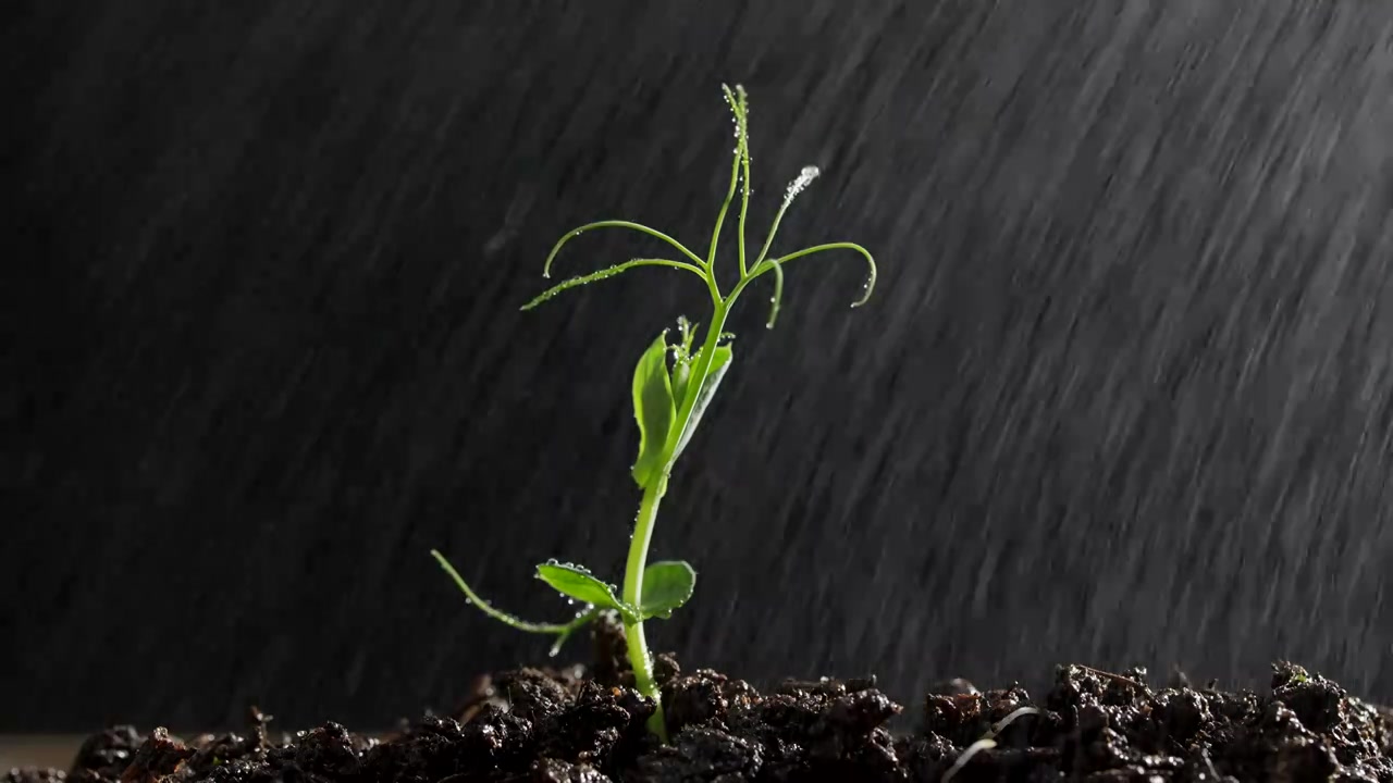 雨中的植物嫩芽在大雨中雨丝落下慢镜头视频下载