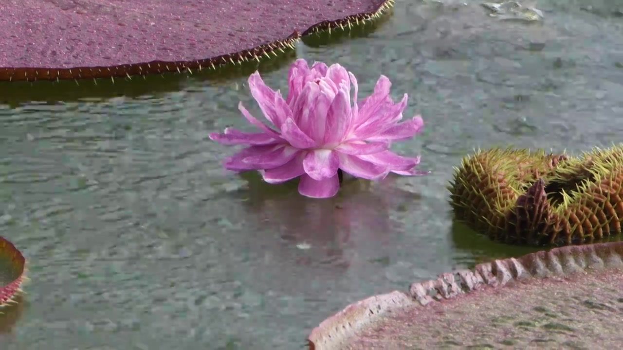 雨中的王莲视频下载