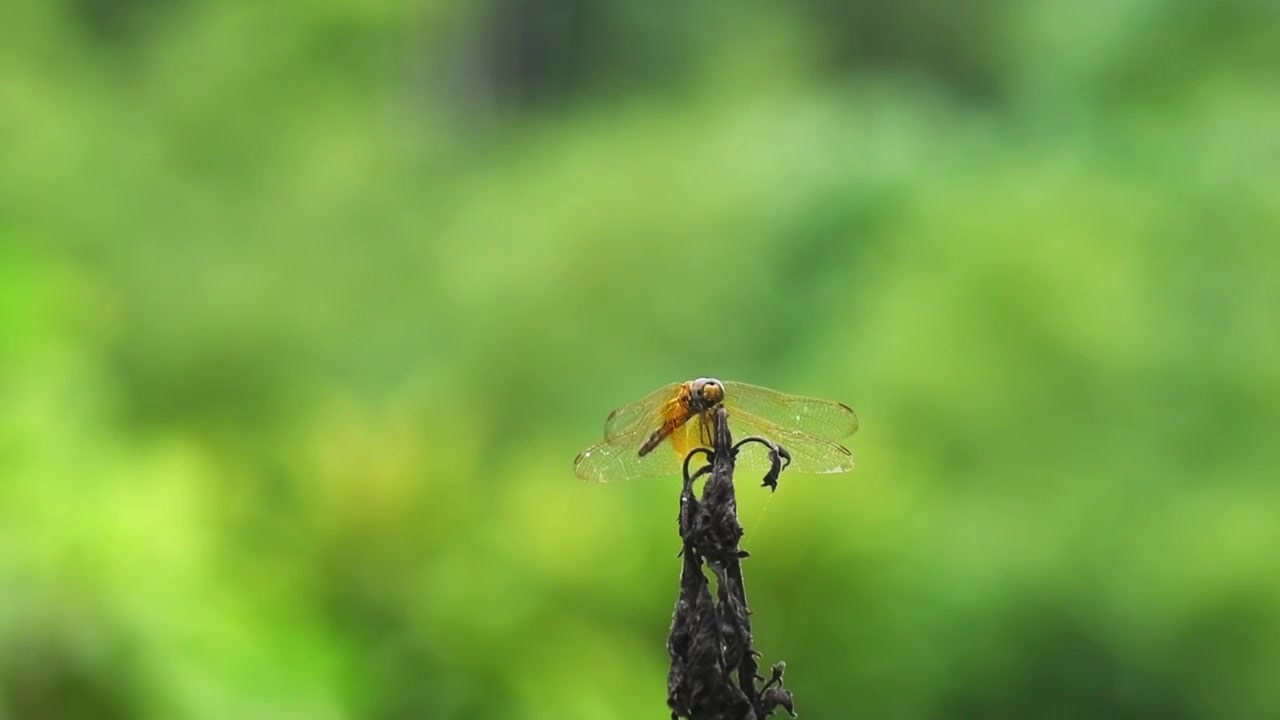 户外自然环境外一只黄色蜻蜓视频下载