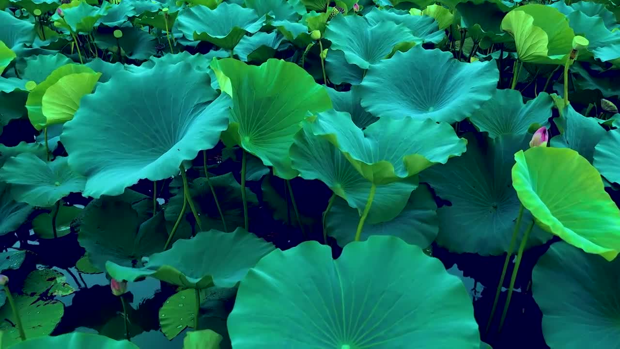 雨中荷塘视频下载