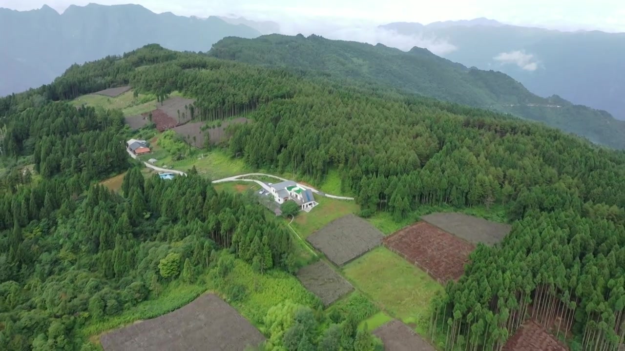 航拍湖北恩施新塘乡太山庙黄连种植基地视频素材