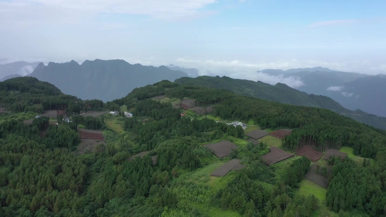 航拍湖北恩施新塘乡太山庙黄连种植基地视频素材