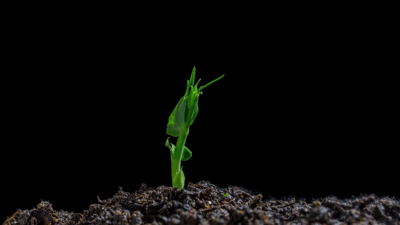 植物生长种子发芽万物复苏合集视频素材