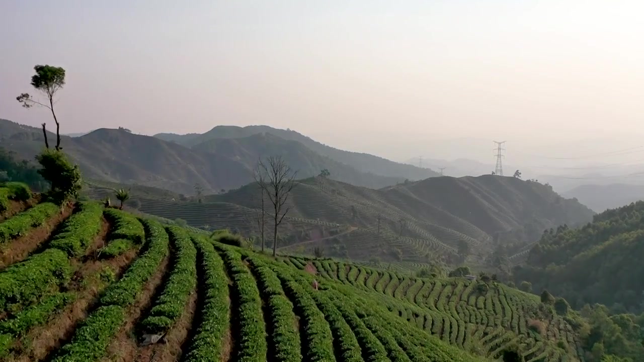 云南普洱市中华普洱茶博苑视频素材