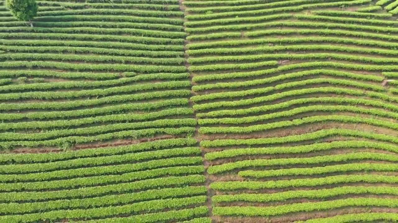 云南普洱市中华普洱茶博苑视频下载