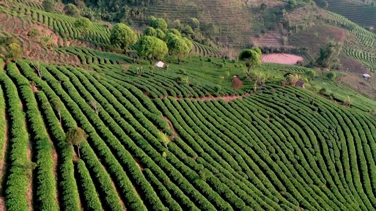 云南普洱市中华普洱茶博苑视频下载