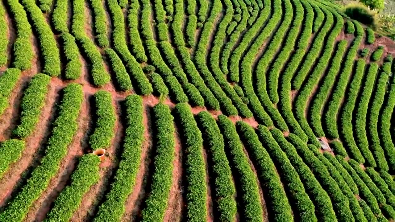 云南普洱市中华普洱茶博苑视频素材