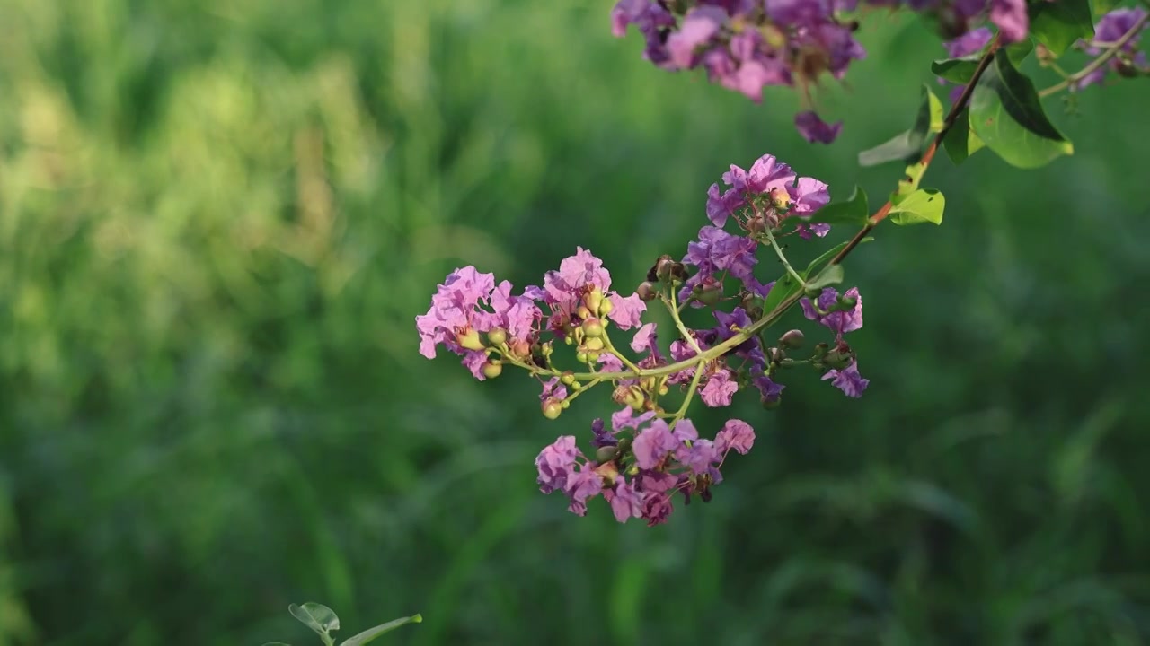 阳光下的紫薇花枝视频素材