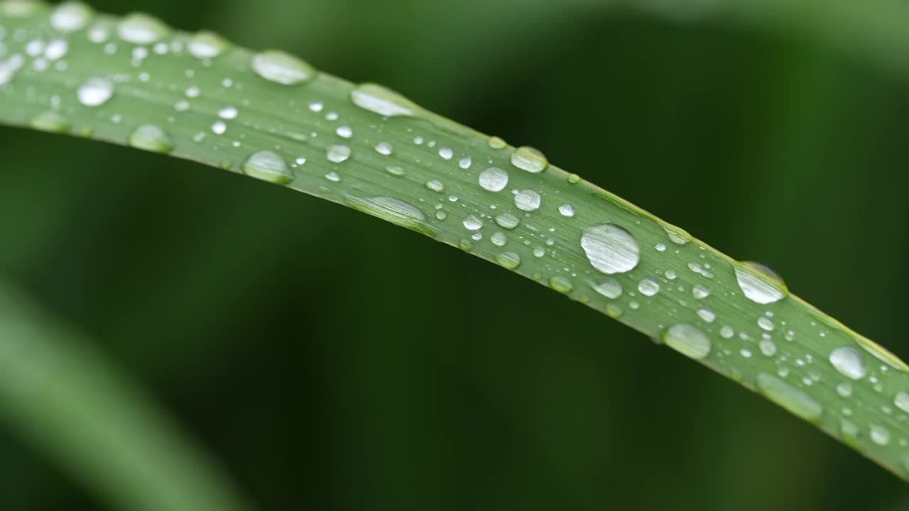 下雨屋檐下雨夏天雨中荷花雨水惊蛰清明大暑禅意古风空境合集视频下载