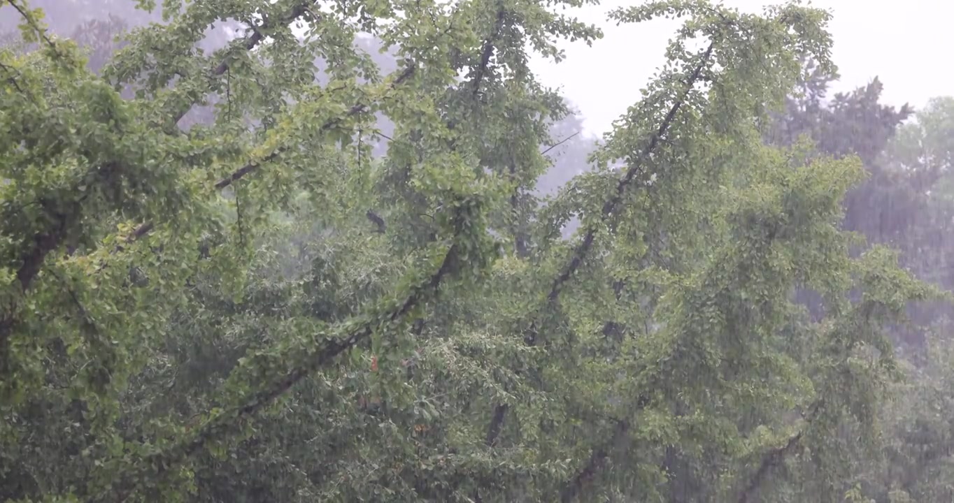 公园里突如其来的一场暴雨视频下载