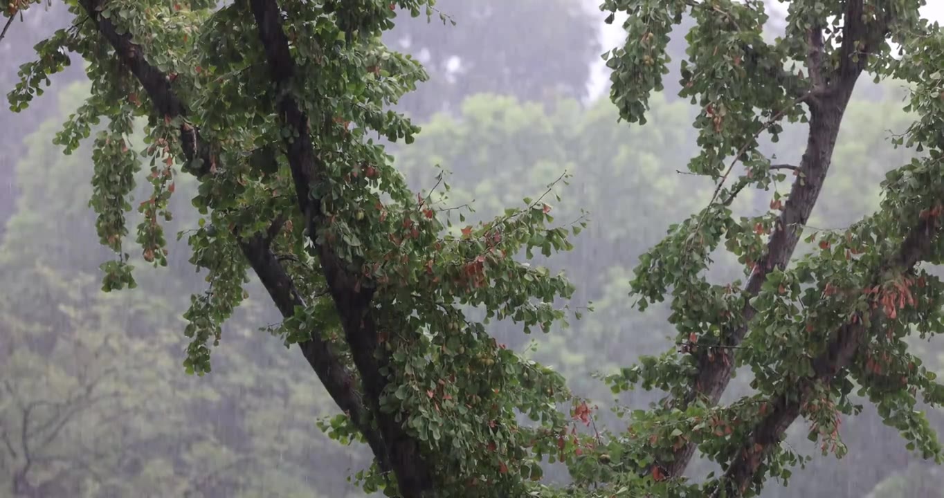 公园里突如其来的一场暴雨视频下载