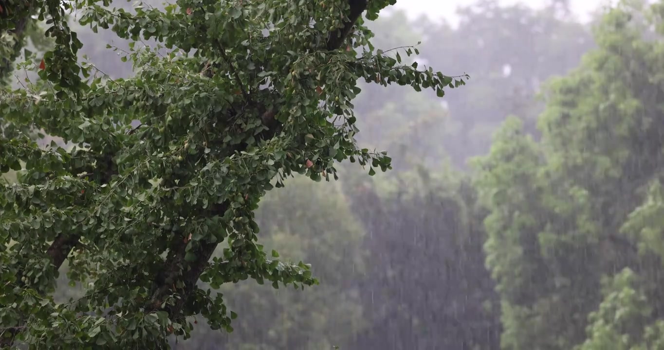 公园里突如其来的一场暴雨视频下载