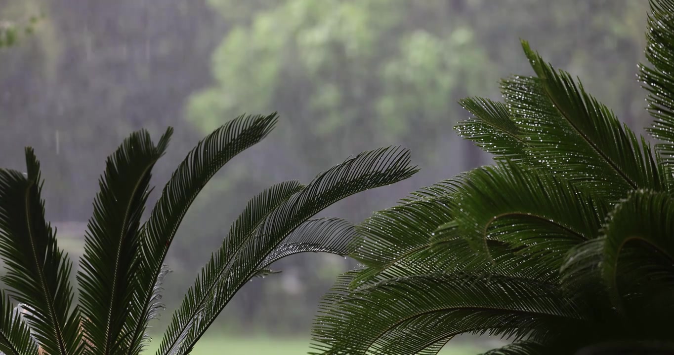 公园里突如其来的一场暴雨视频下载