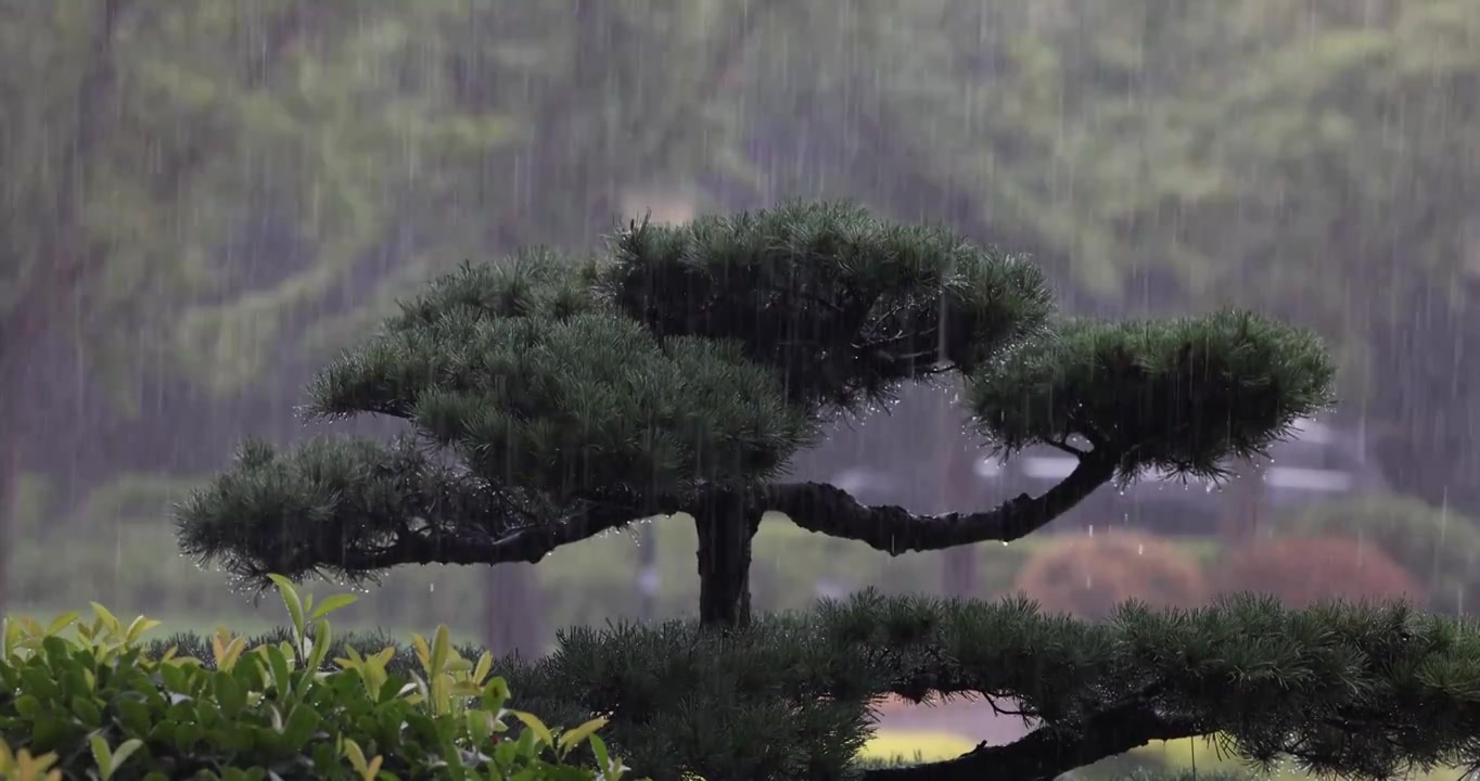 公园里突如其来的一场暴雨视频下载