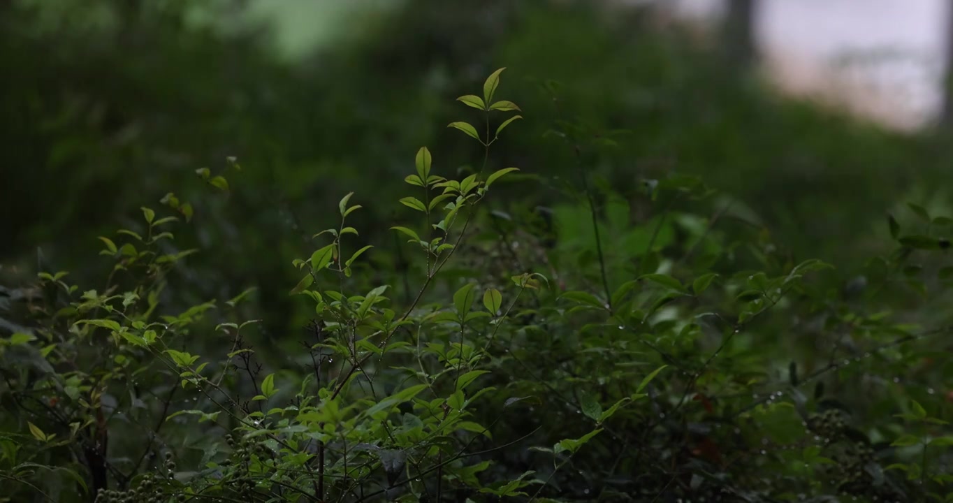 公园里突如其来的一场暴雨视频素材