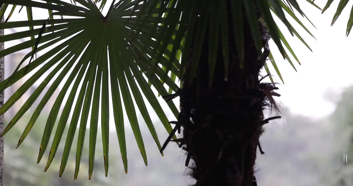 公园里突如其来的一场暴雨视频素材