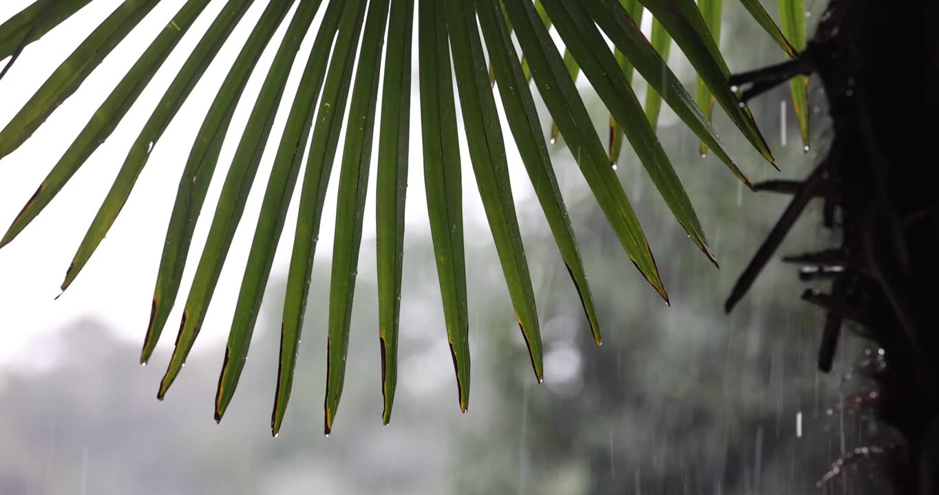 公园里突如其来的一场暴雨视频下载