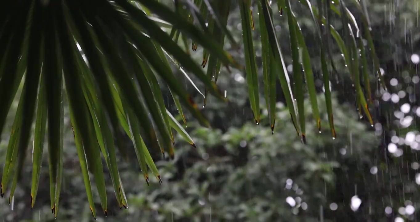 公园里突如其来的一场暴雨视频素材