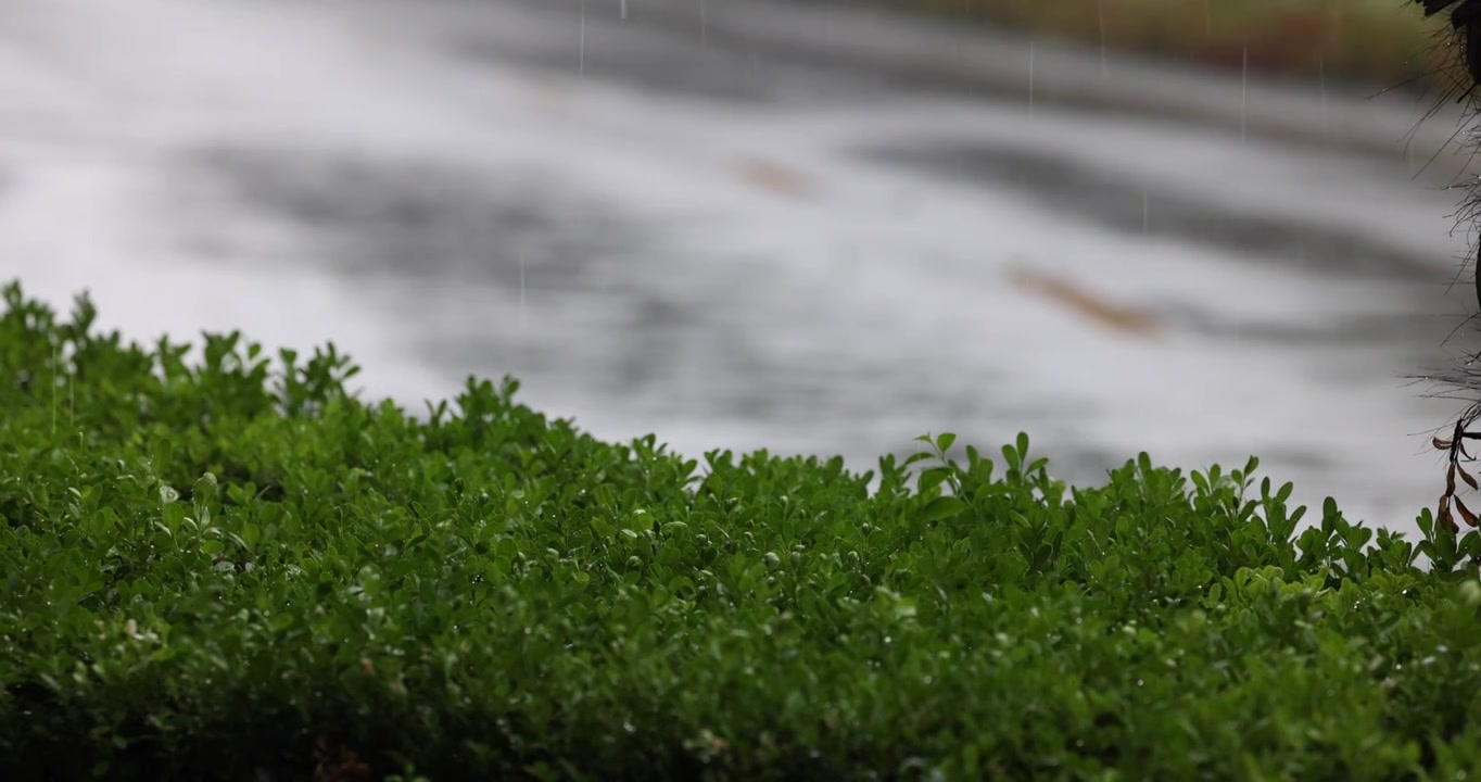 公园里突如其来的一场暴雨视频下载