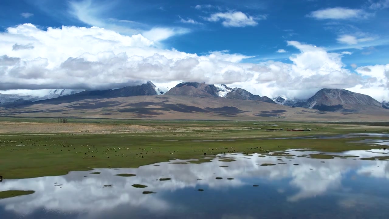 西藏,羊,牛,多情措,多庆措,湿地视频下载