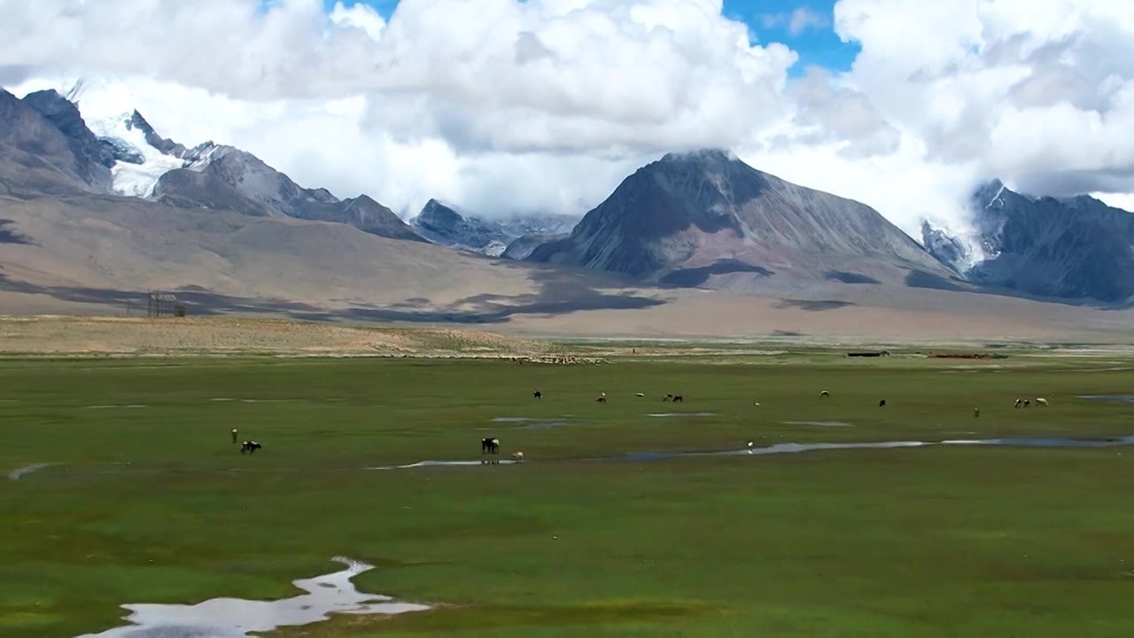 西藏,羊,牛,多情措,多庆措,湿地视频下载