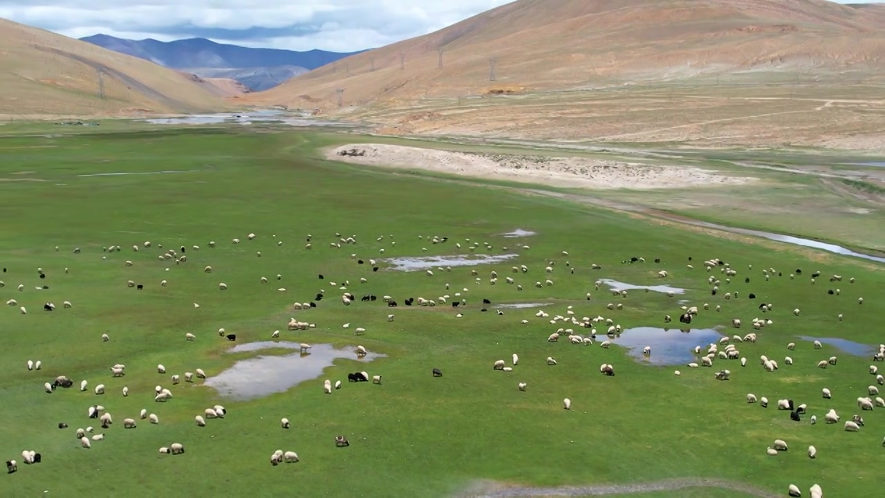 西藏,羊,牛,多情措,多庆措,湿地视频下载