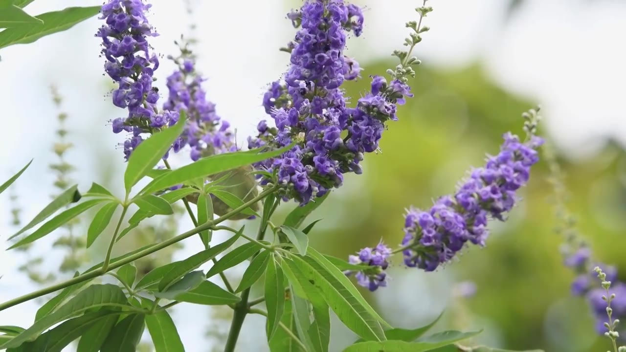 秋天蝴蝶在穗花牡荆花上授粉视频素材