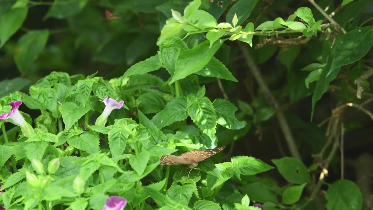 秋天蝴蝶在植物上栖息视频素材