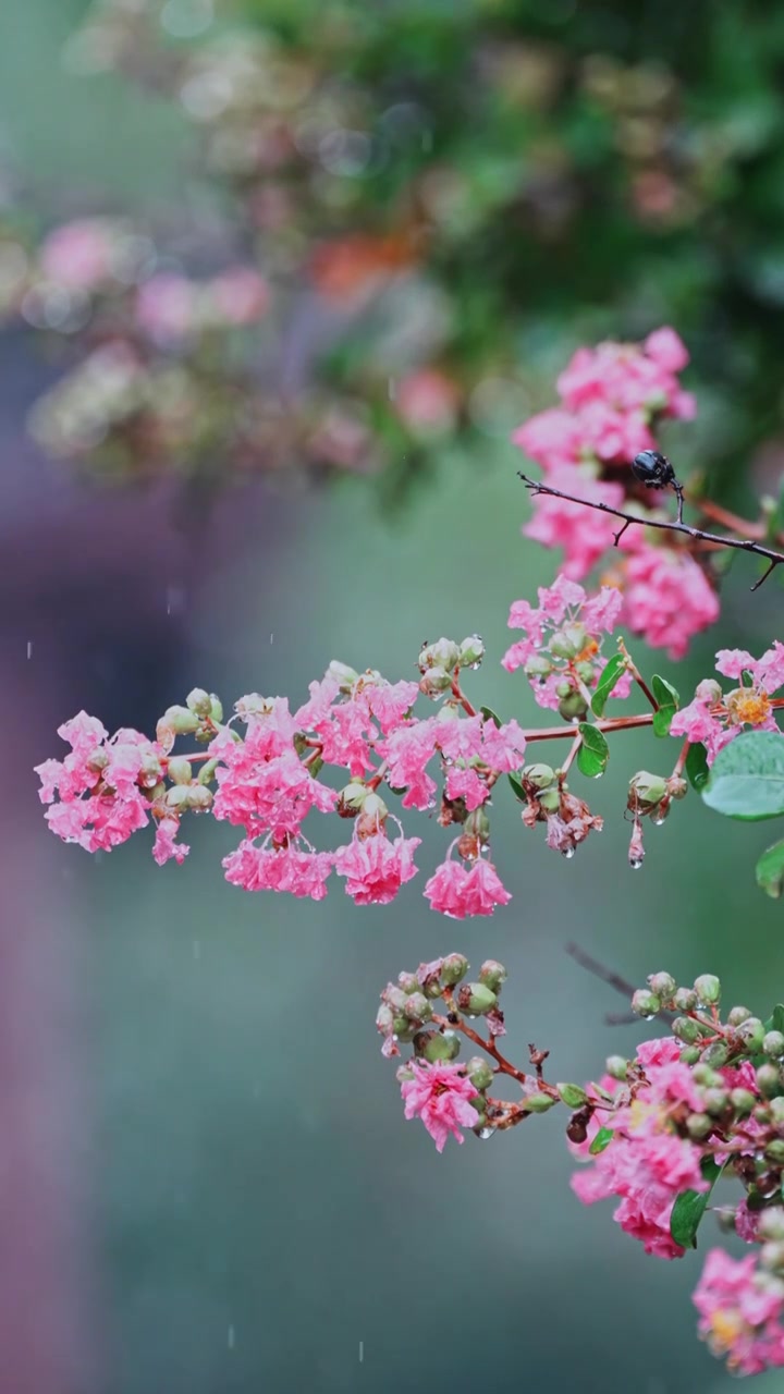 （竖屏）绿植 雨中紫薇花 意境慢镜空镜视频素材