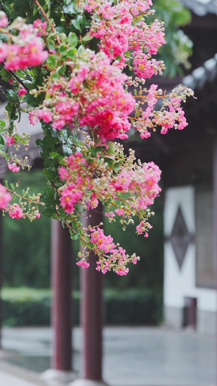 （竖屏）绿植 雨中紫薇花 意境慢镜空镜视频素材