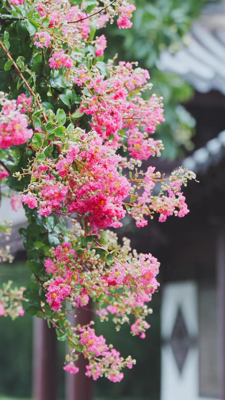 （竖屏）绿植 雨中紫薇花 意境慢镜空镜视频素材