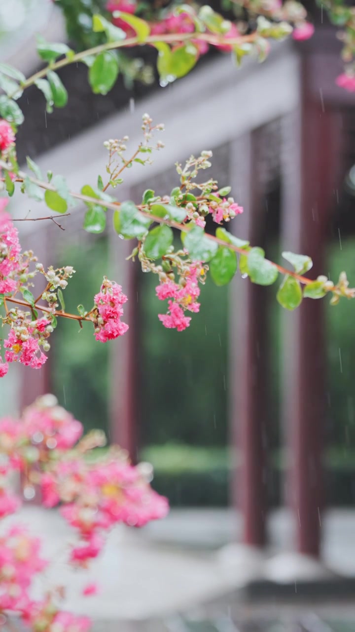 （竖屏）绿植 雨中紫薇花 意境慢镜空镜视频素材