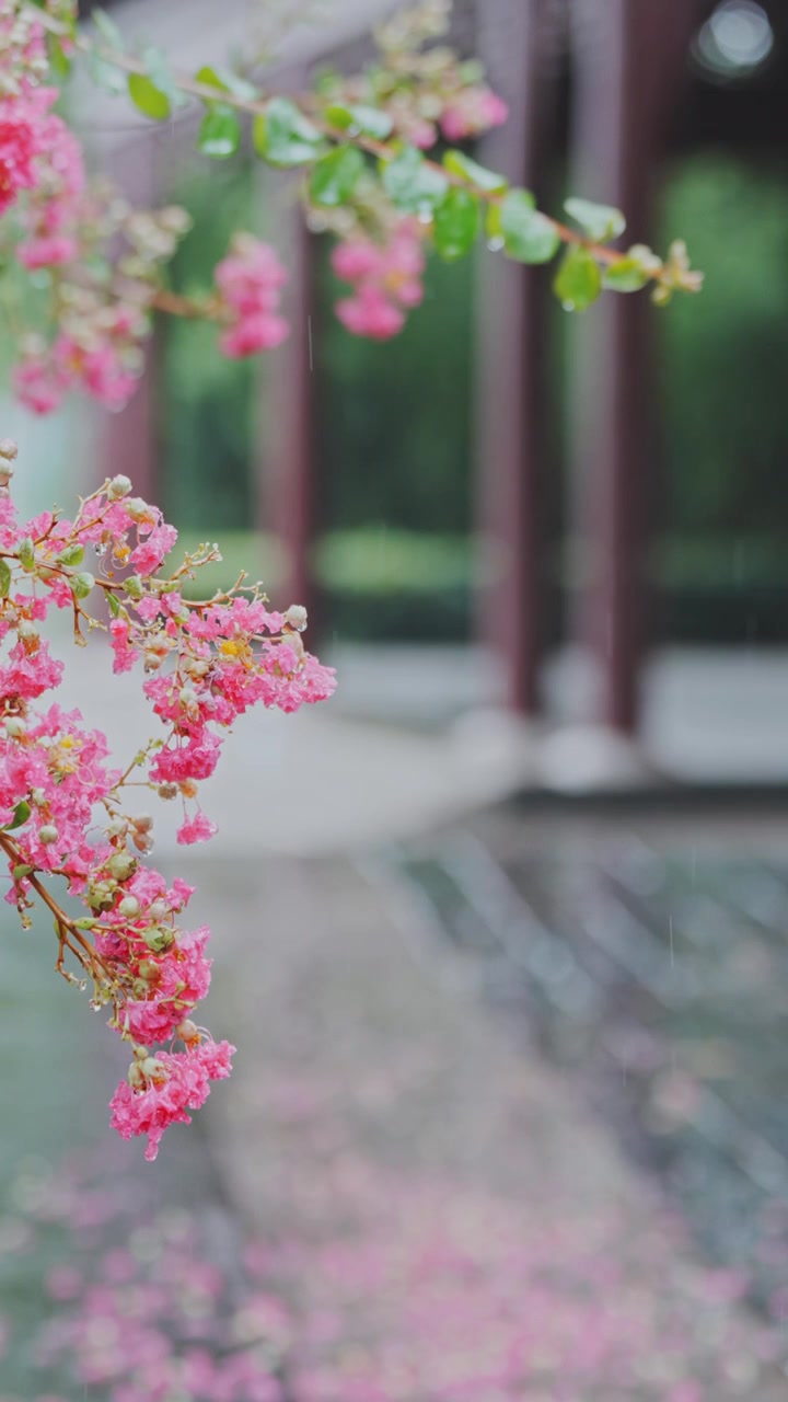 （竖屏）绿植 雨中紫薇花 意境慢镜空镜视频素材