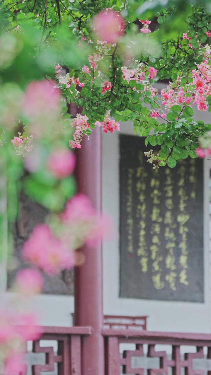 （竖屏）绿植 雨中紫薇花 意境慢镜空镜视频素材