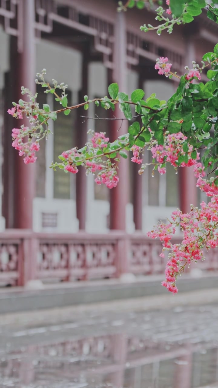 （竖屏）绿植 雨中紫薇花 意境慢镜空镜视频素材