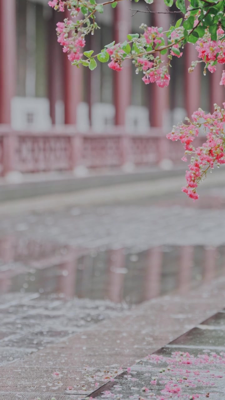 （竖屏）绿植 雨中紫薇花 意境慢镜空镜视频素材