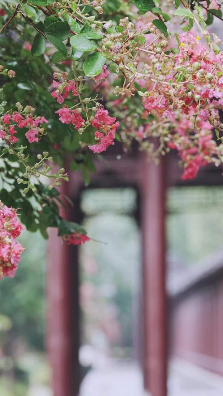 （竖屏）绿植 雨中紫薇花 意境慢镜空镜视频素材