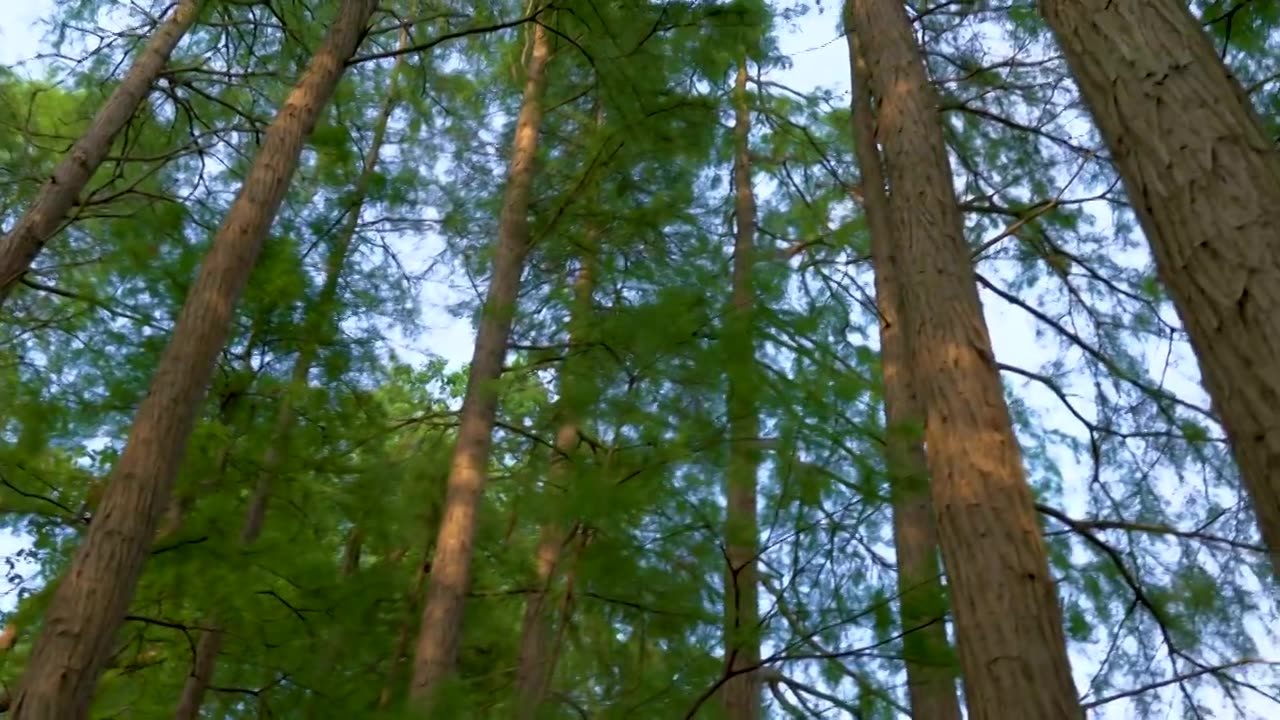 清晨阳光照射进原始森林里的参天古树红衫林云雾缭绕视频素材