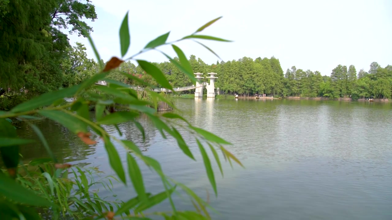 武汉东湖落雁岛风景区鹊桥风吹草动唯美慢镜空镜视频素材