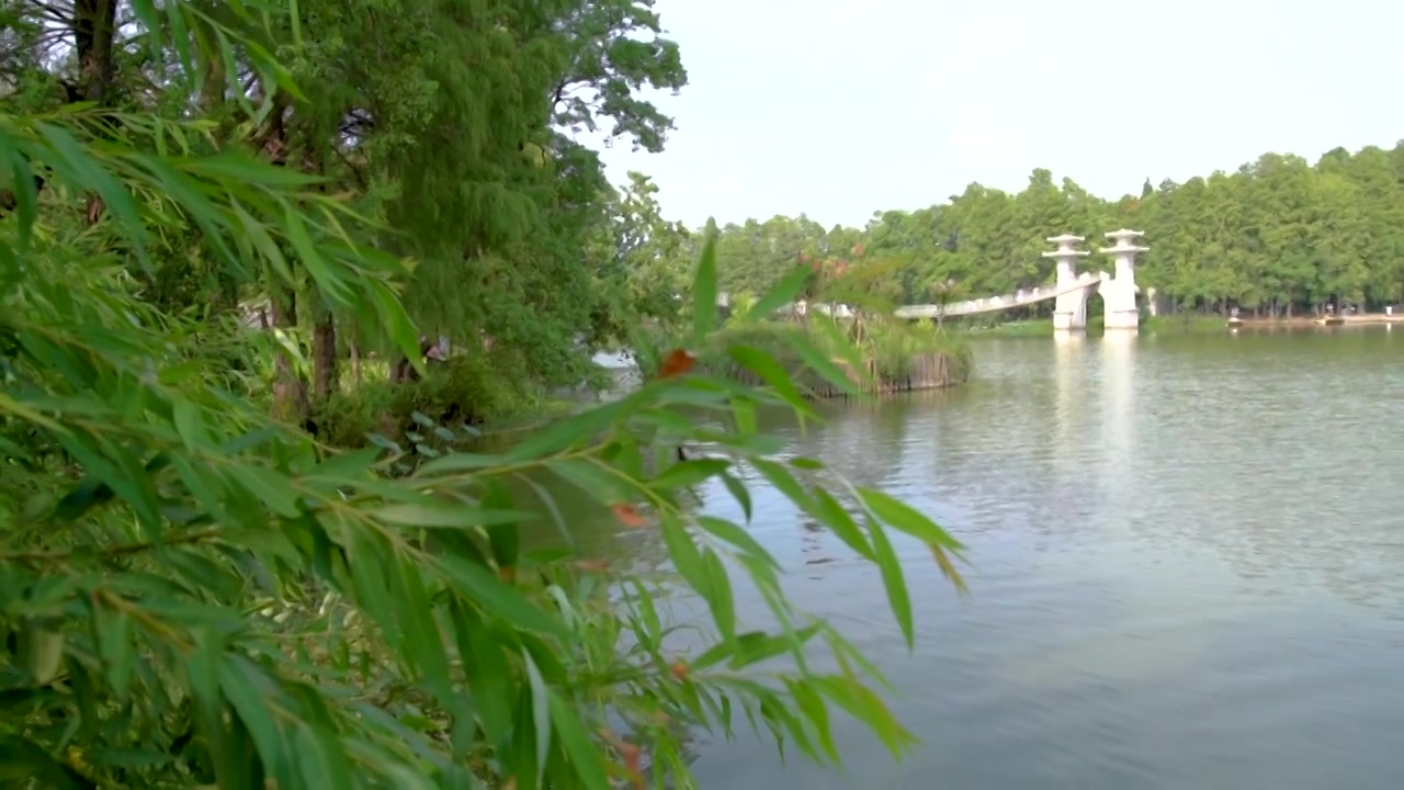 武汉东湖落雁岛风景区鹊桥风吹草动唯美慢镜空镜视频素材